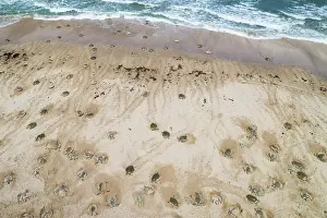 Journey Prints: Aerial view of group of Kemp's ridley turtles (Lepidochelys kempii) female