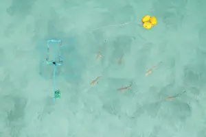 Thailand Prints: Aerial view of group of newborn Blacktip reef sharks (Carcharhinus melanopterus)