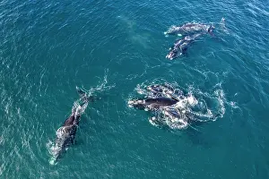 Argentina Prints: Aerial view of group of Southern right whales (Eubalaena australis) in mating tussle