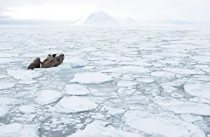 Aerials Prints: Aerial view of group of Walruses (Odobenus rosmarus) resting on sea ice