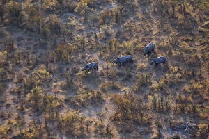 Aerial View Gallery: Aerial view of a herd of wild White rhinoceros (Ceratotherium simum) running free on Chiefs Island