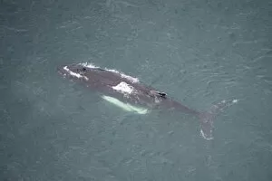 Images Dated 1st July 2009: Aerial view of Humpback whale (Megaptera novaeangliae) at surface, Skjalfandi Bay