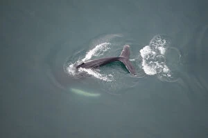 Aerial view of Humpback whale (Megaptera novaeangliae) fluking, Skjalfandi Bay, Northern Iceland