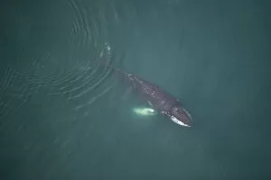 Images Dated 2nd July 2009: Aerial view of Humpback whale (Megaptera novaeangliae) swimming just below the surface