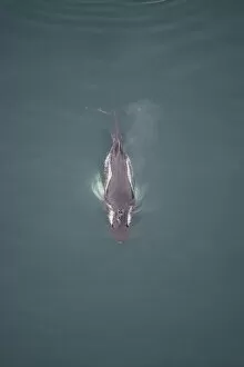 Images Dated 2nd July 2009: Aerial view of Humpback whale (Megaptera novaeangliae) surfacing, Skjalfandi Bay