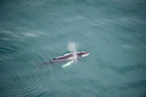 Aerial view of Humpback whale (Megaptera novaeangliae) blowing / spouting, Skjalfandi Bay