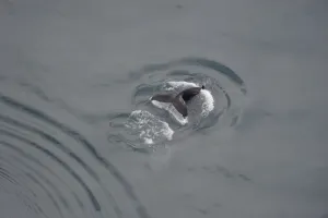 Whales Prints: Aerial view of a Humpback whale (Megaptera novaeangliae) fluking, Skjalfandi Bay