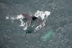 Images Dated 1st July 2009: Aerial view of Humpback whale (Megaptera novaeangliae) fluking, Skjalfandi Bay, Northern Iceland