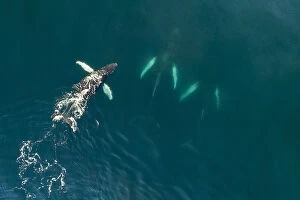 Images Dated 8th November 2016: Aerial view of Humpback whales (Megaptera novaeangliae) Bay of Fundy, Canada. November