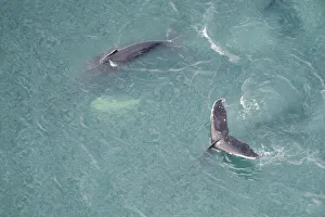 Whales Prints: Aerial view of Humpback whales (Megaptera novaeangliae) fluking