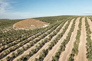 Fruit Prints: Aerial view of intensive olive tree plantations