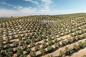 Fruit Prints: Aerial view of intensive olive tree plantations