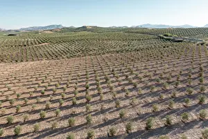 Fruit Prints: Aerial view of intensive olive tree plantations