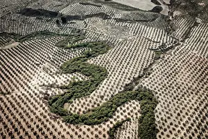 Fruit Prints: Aerial view of Jandulilla stream holding the last natural vegetation among intensive olive tree plantations