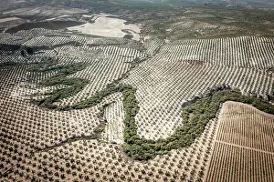 Fruit Prints: Aerial view of Jandulilla stream holding the last natural vegetation among intensive olive tree plantations