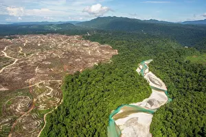Environmental Issues Prints: Aerial view of juxaposition of pristine rainforest and river with recently cleared land for oil palm plantation