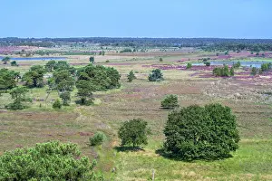Aerial View Prints: Aerial view over the Kalmthout Heath nature reserve blooming in summer