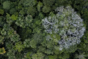 Mallow Prints: Aerial view of Kapok / Ceiba tree (Ceiba pentandra) in the Amazonian canopy