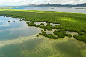 Fiji Prints: Aerial view of a large mangrove forest