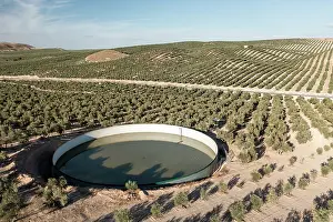 Fruit Prints: Aerial view of large water tank within intensive olive tree plantations