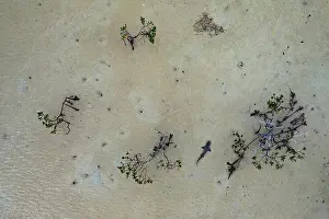 Negaprion Prints: Aerial view of Lemon shark (Negaprion brevirostris) pup in a mangrove creek