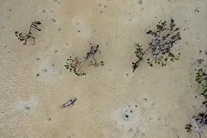 Negaprion Prints: Aerial view of Lemon shark (Negaprion brevirostris)