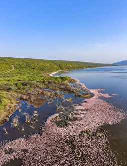 June 2021 Highlights Prints: Aerial view of Lesser flamingo (Phoeniconaias minor) gathering at Lake Bogoria