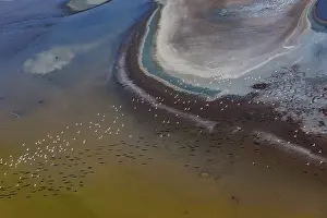 Phoenicopteridae Prints: Aerial view of Lesser flamingos (Phoeniconaias minor) flock in flight over Lake Magadi