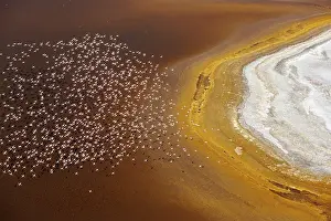 Phoenicopteridae Prints: Aerial view of Lesser flamingos (Phoeniconaias minor) flock in flight over Lake Magadi