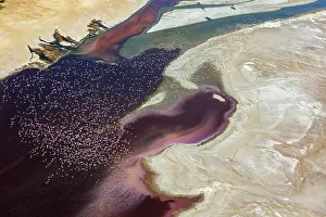 Phoenicopteridae Prints: Aerial view of Lesser flamingos (Phoeniconaias minor) flock in flight over Lake Magadi