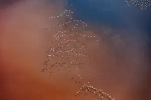 Aerial view of Lesser flamingos (Phoeniconaias minor) flock in flight over Lake Magadi, Kenya