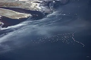 Phoenicopteridae Prints: Aerial view of Lesser flamingos (Phoeniconaias minor) flock in flight over Lake Magadi