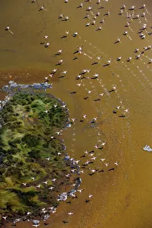 Phoenicopteridae Prints: Aerial view of Lesser flamingos (Phoeniconaias minor) flock in flight over Lake Magadi