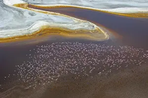 Phoenicopteridae Prints: Aerial view of Lesser flamingos (Phoeniconaias minor) flock in flight over Lake Magadi
