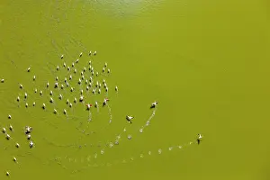 Phoenicopteridae Prints: Aerial view of Lesser flamingos (Phoeniconaias minor) flock landing on Lake Magadi, Kenya
