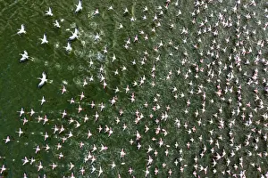 Taking Off Prints: Aerial view of Lesser flamingos (Phoeniconaias minor) flock taking flight from Lake Elementeita