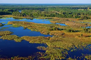 Reedbed Prints: Aerial view of man-made ponds surrounded by extensive stretches of reedbeds and forest