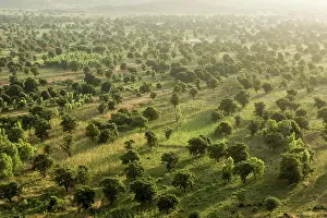 Fruit Prints: Aerial view of Mango plantations, Siby, Mali. October, 2017