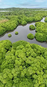 Coastal Wetland Prints: Aerial view of mangrove trees with channels through the forest