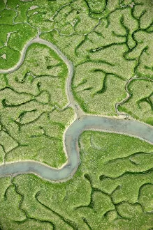 Images Dated 14th February 2009: Aerial view of marshes with Seaweed exposed at low tide, Baha de Cdiz Natural Park