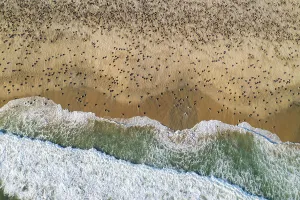 Sandy Beaches Prints: Aerial view of massive arribada of Olive ridley turtle (Lepidochelys olivacea)