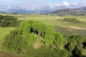 Drone View Prints: Aerial view of mature Aspen (Populus tremula) trees in early spring