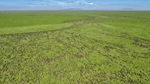 Large Group Gallery: Aerial view of migrating Wildebeest (Connochaetes taurinus) on the border of Ngorongoro