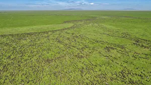 Migration Gallery: Aerial view of migrating Wildebeest (Connochaetes taurinus) on the border of Ngorongoro