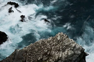 Dramatic Nature Collection: Aerial view of nesting Gannets (Morus bassanus) and swirling seas, Hermaness, Shetland, Scotland