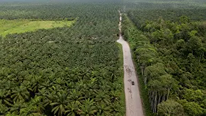 Environmental Issues Prints: Aerial view of a new, artificial forest made of Palm oil trees replacing the Ecuadorian Choco rainforests