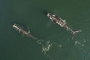 Images Dated 16th September 2016: Aerial view of a North Atlantic right whales (Eubalaena glacialis) feeding, Bay of Fundy