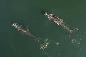 Aerial view of a North Atlantic right whales (Eubalaena glacialis) feeding, Bay of Fundy