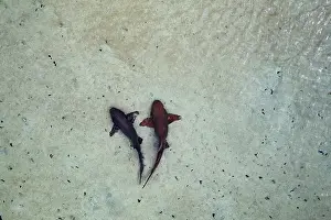 Side By Side Prints: Aerial view of Nurse sharks (Ginglymostoma cirratum) pair