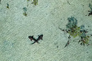 Carpet Shark Prints: Aerial view of Nurse sharks (Ginglymostoma cirratum) pair